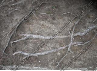 Photo Texture of Roots 0003